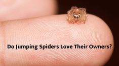 a small spider sitting on top of a persons finger with the caption do jumping spiders love their owners?