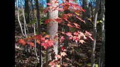 a small tree with red leaves in the woods