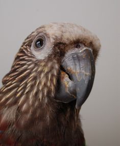 a close up view of a bird's face and head with feathers on it