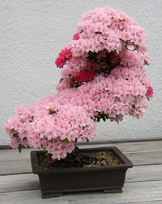 pink flowers are growing out of a potted plant