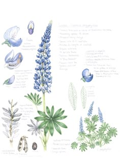 an illustration of blue flowers and other plants