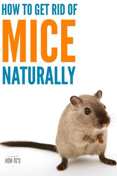 a mouse with the title how to get rid of mice naturally