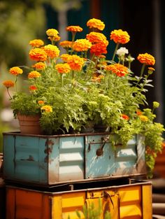 Marigold Planter Ideas: Rustic Charm on Vintage Metal Drawers Fall Planting Perennials, Marigold Plant, Patio Flower Pots, Growing Marigolds, Fall Planting, Patio Flowers, Plant Clips, Container Garden Design, Window Planters