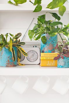 some plants and books are sitting on a shelf