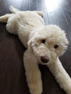 a white dog laying on top of a wooden floor