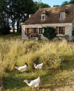 three chickens are walking in the grass near a house