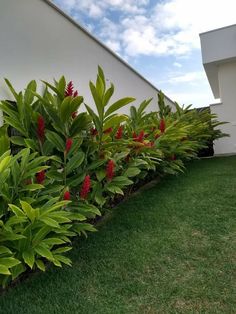 some very pretty plants by the side of a white building with green grass and red flowers