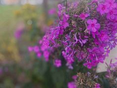 purple flowers are growing on the side of a building