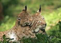 two young bobs are sitting in the grass