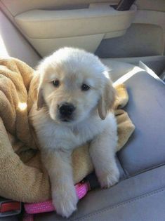 a puppy sitting in the back seat of a car