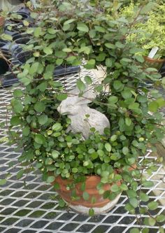 a potted plant with green leaves and a statue in the center is sitting on a metal grate