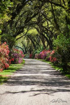 the road is lined with trees and flowers on both sides, along with pink azaleas