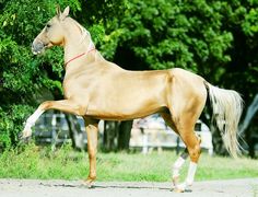 a brown horse standing on top of a lush green field next to a tree filled forest