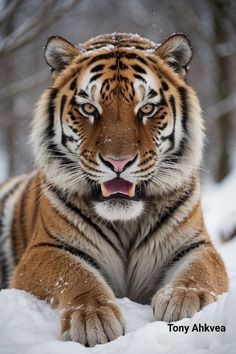 a tiger laying in the snow with its mouth open and it's eyes wide open