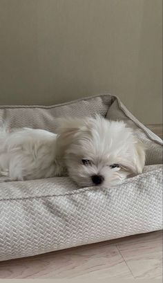 a small white dog laying on top of a bed