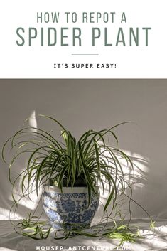 a spider plant in a blue and white pot with the title how to repat a spider plant it's super easy