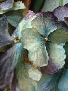 purple flowers with green leaves in the background