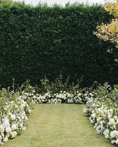 a lush green field with white flowers and trees in the background, surrounded by tall hedges