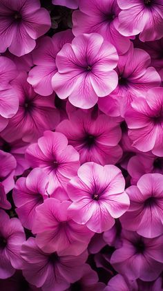 pink petunia flowers are blooming in the garden, close - up photo