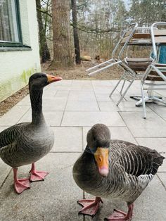 two ducks standing next to each other on a patio