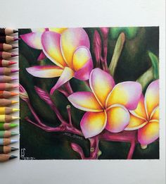 colored pencils next to a drawing of flowers