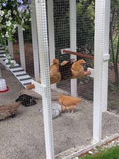 three chickens in a cage with one chicken on the ground