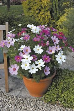 a potted plant with purple and white flowers sitting in front of a wooden bench