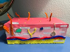 We used a shoe box, construction paper, foam paper, and pipe cleaners. Pharmacy Model Project, Model Of Skin Project, Skin Anatomy Art, Skin Cell Model Project, Skin Model Project, Model Of The Skin Project, 3d Integumentary System Project, Anatomy Models Diy, Skin Anatomy Project