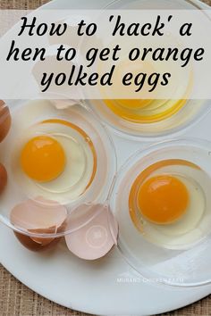 What To Feed Chickens, Food For Chickens, Storing Eggs, Chicken Care, Chicken Nesting Boxes, Chicken Pictures, Chicken Keeping, How To Make Eggs