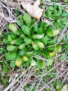 small green plants growing out of the ground in some dirt and grass with leaves on it