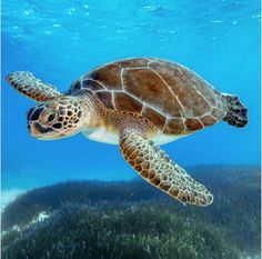 a turtle swimming in the ocean with grass on the bottom and water around it's sides