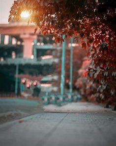 the sun shines brightly through the leaves of a tree in front of a building