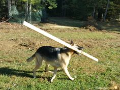 a dog carrying a large wooden object on it's back in the grass,