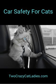 a cat sitting in the drivers seat of a car with its paw on the window