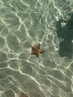 a starfish in shallow water near the shore