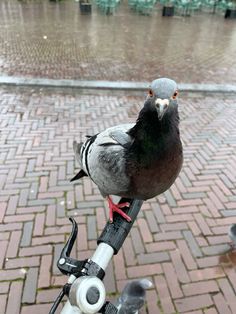 a pigeon sitting on the handlebars of a bicycle in front of some pigeons