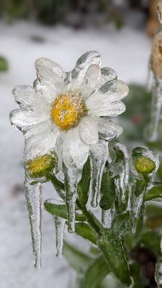 a white flower covered in ice and dew