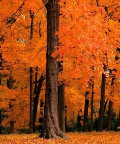 an orange tree with lots of leaves on the ground in front of some tall trees