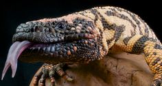 a large lizard with its mouth open and it's tongue out