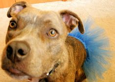 a brown dog with a blue tail laying on the floor