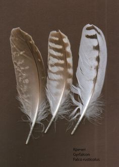 three white feathers on a brown background with the caption kosher cyylfacon false australcus