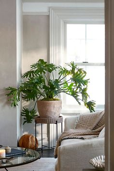 a living room filled with furniture and a potted plant on top of a table