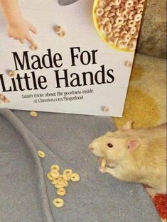 a rodent eating cereal from a bowl next to a sign that reads made for little hands