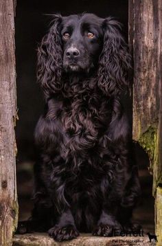 a black dog sitting in the doorway of a wooden structure with moss growing on it's sides