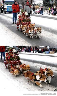 two pictures of dogs pulling a sleigh with christmas trees and presents on it