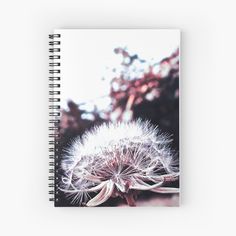 a dandelion in the sunlight spiral notebook