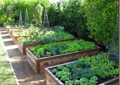 a row of wooden planters filled with lots of green plants