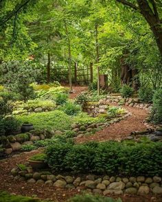 a lush green forest filled with lots of trees and bushes next to a dirt path