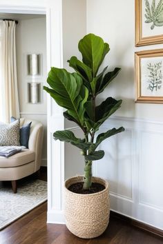 a potted plant sitting on top of a wooden floor