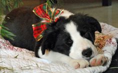 a black and white dog laying on top of a bed under a christmas tree